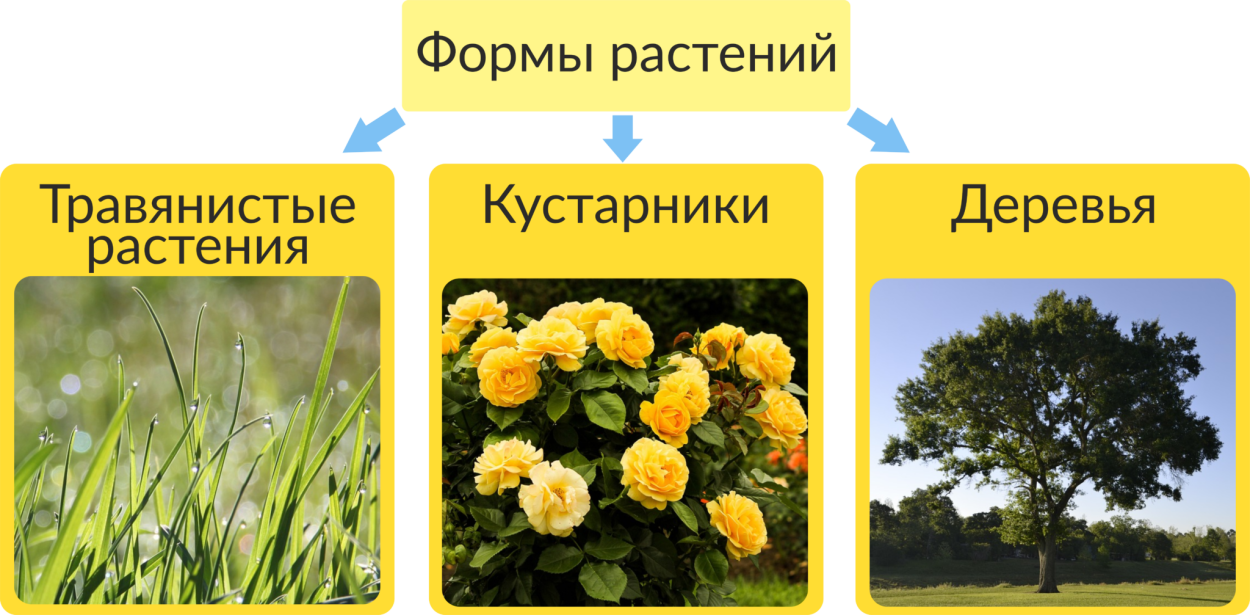 Многообразие покрытосеменных по продолжительности жизни