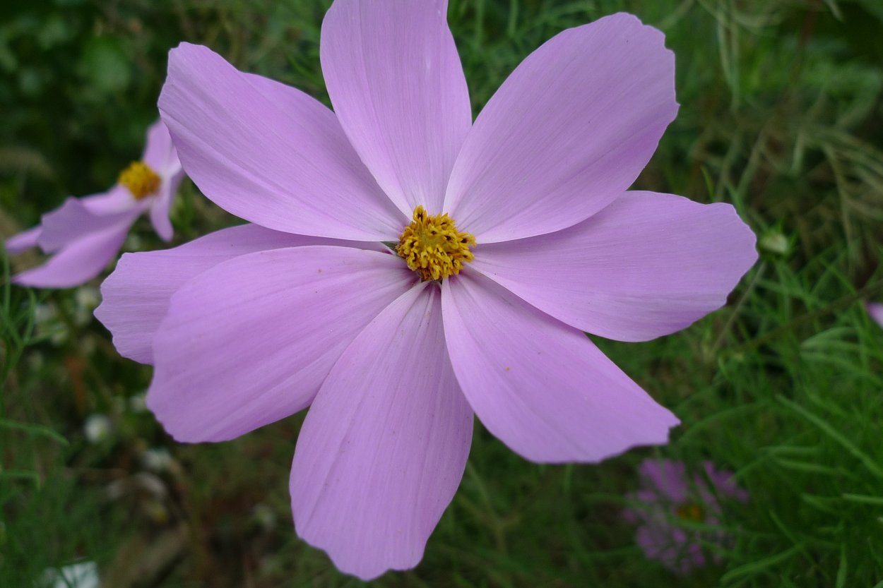 Цветковые цветы