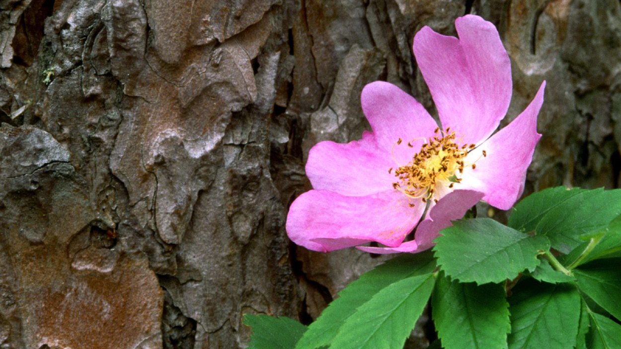 Волюта в природе цветок