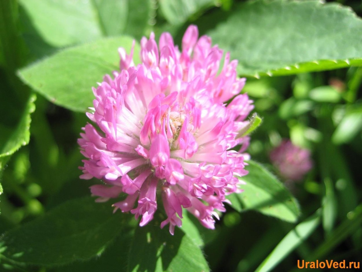 Покрытосеменные растения фото