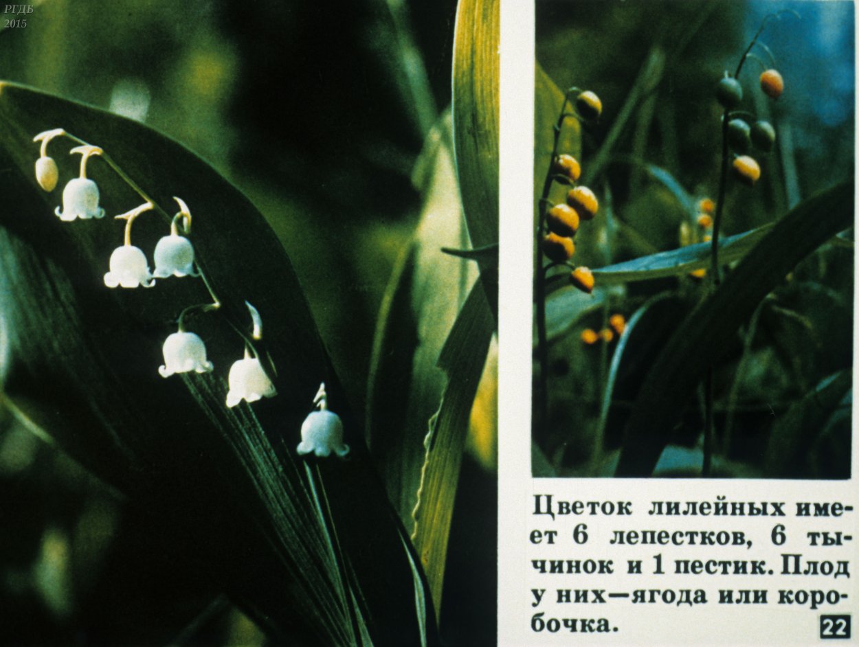 Однодольные растения фото