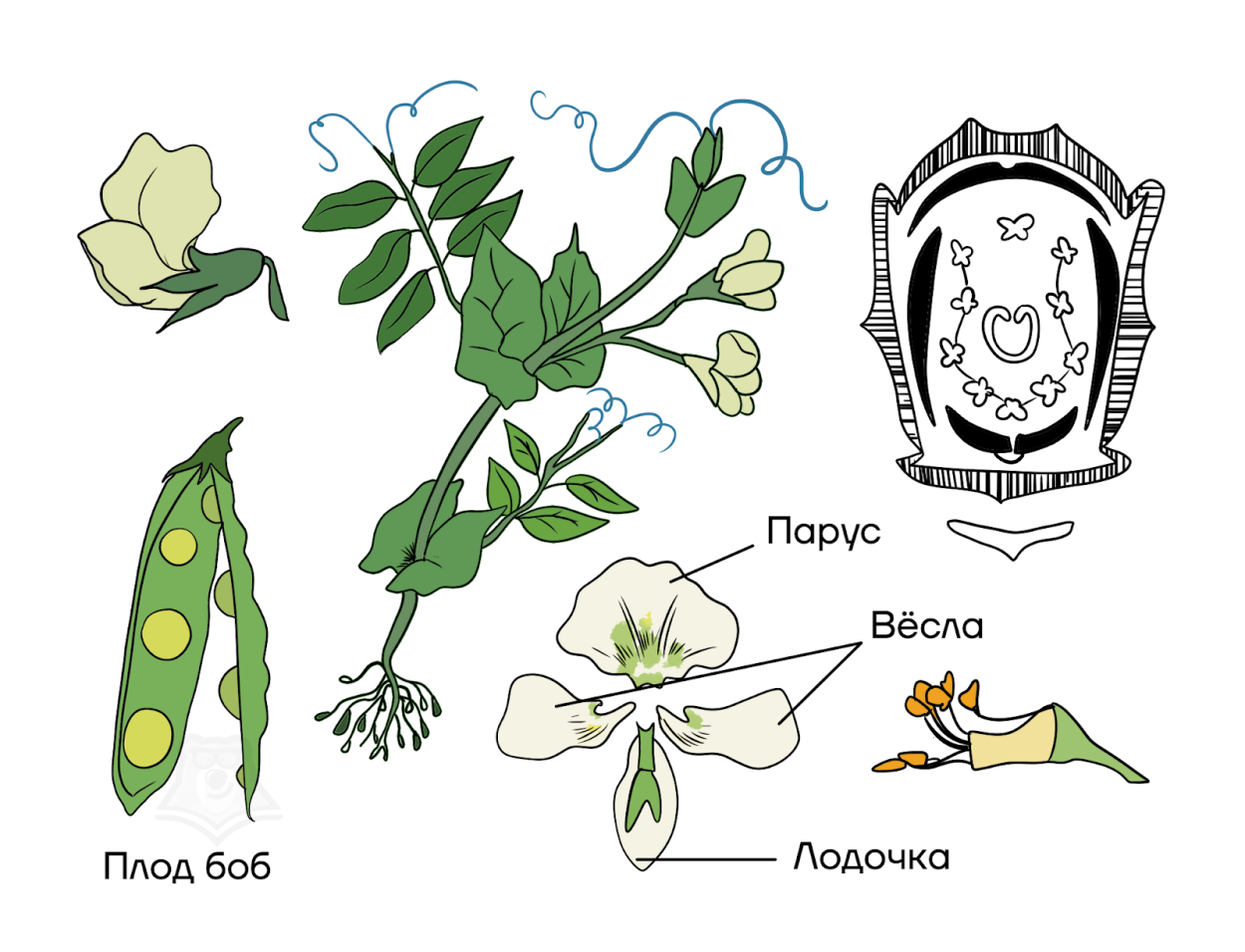 Семейство бобовые схема