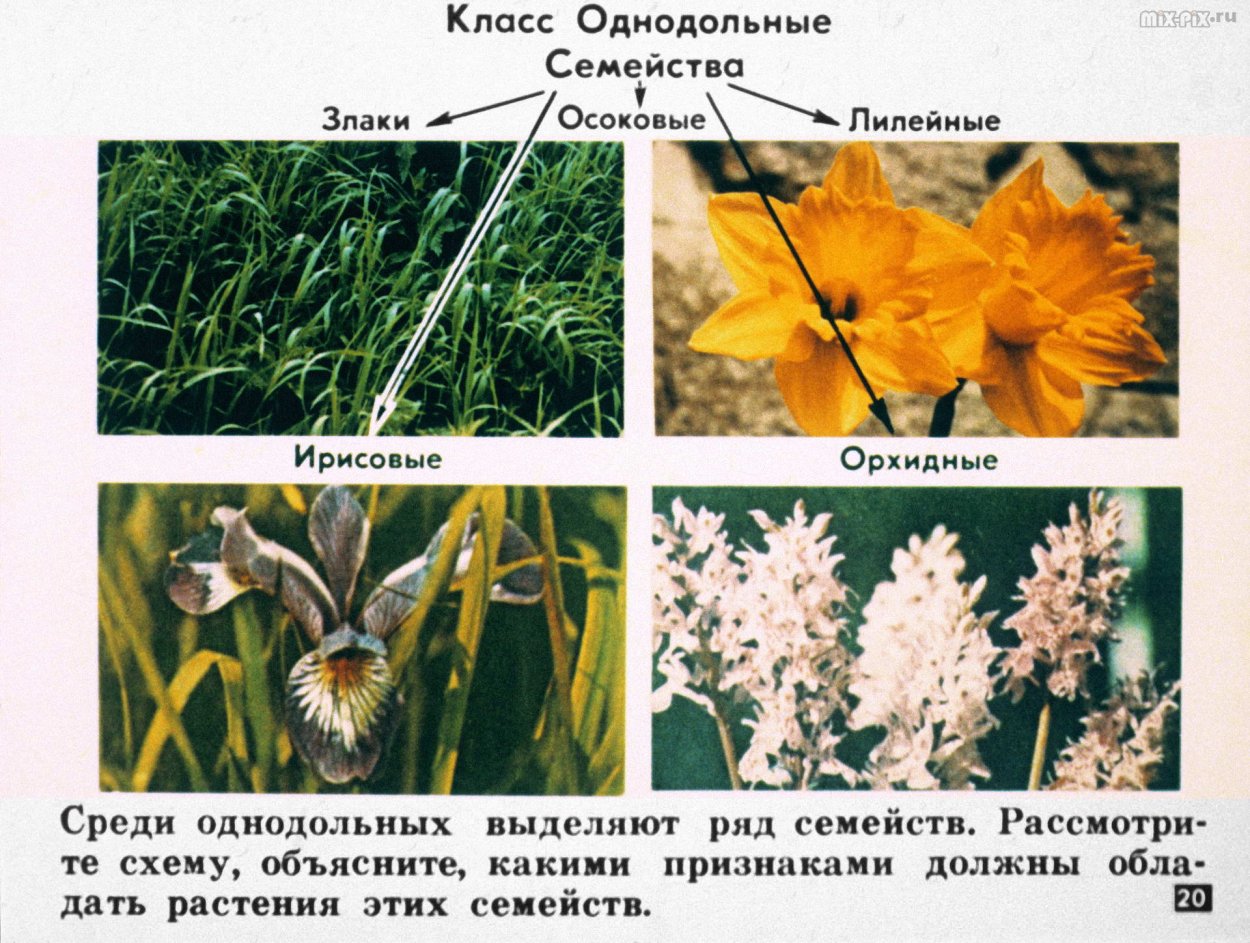 Однодольные растения растения