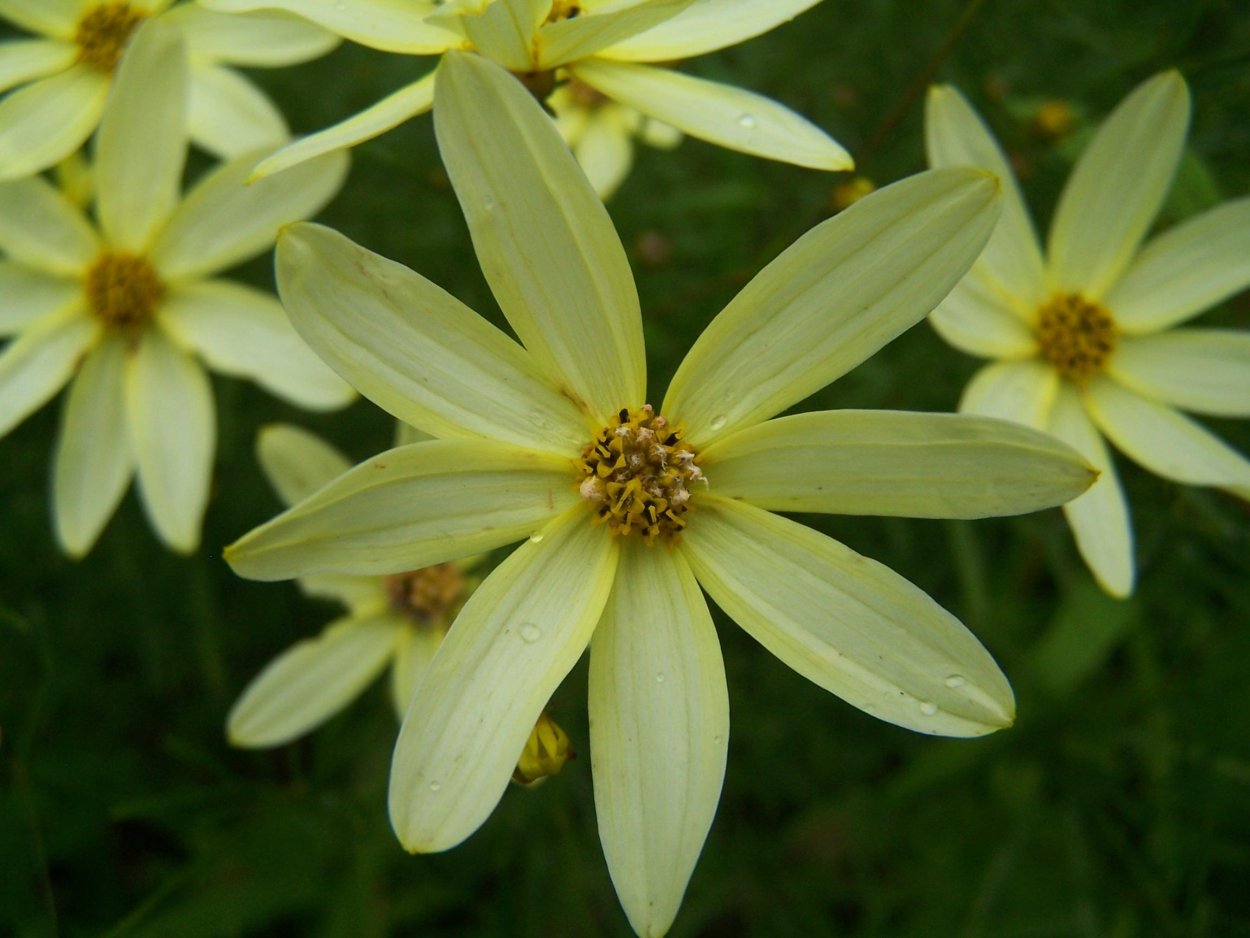 Однодольные цветковые растения