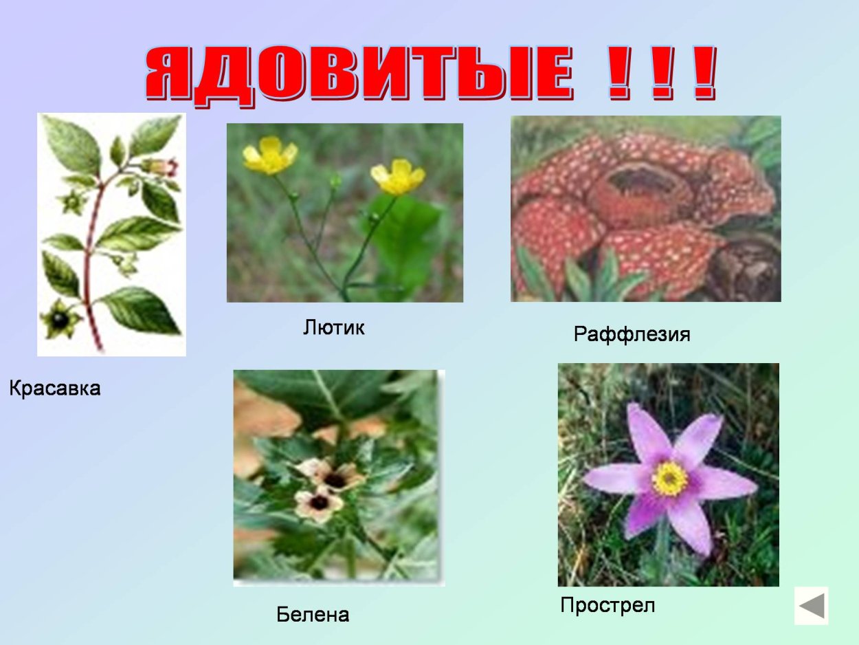 Картинки цветковых растений с названиями