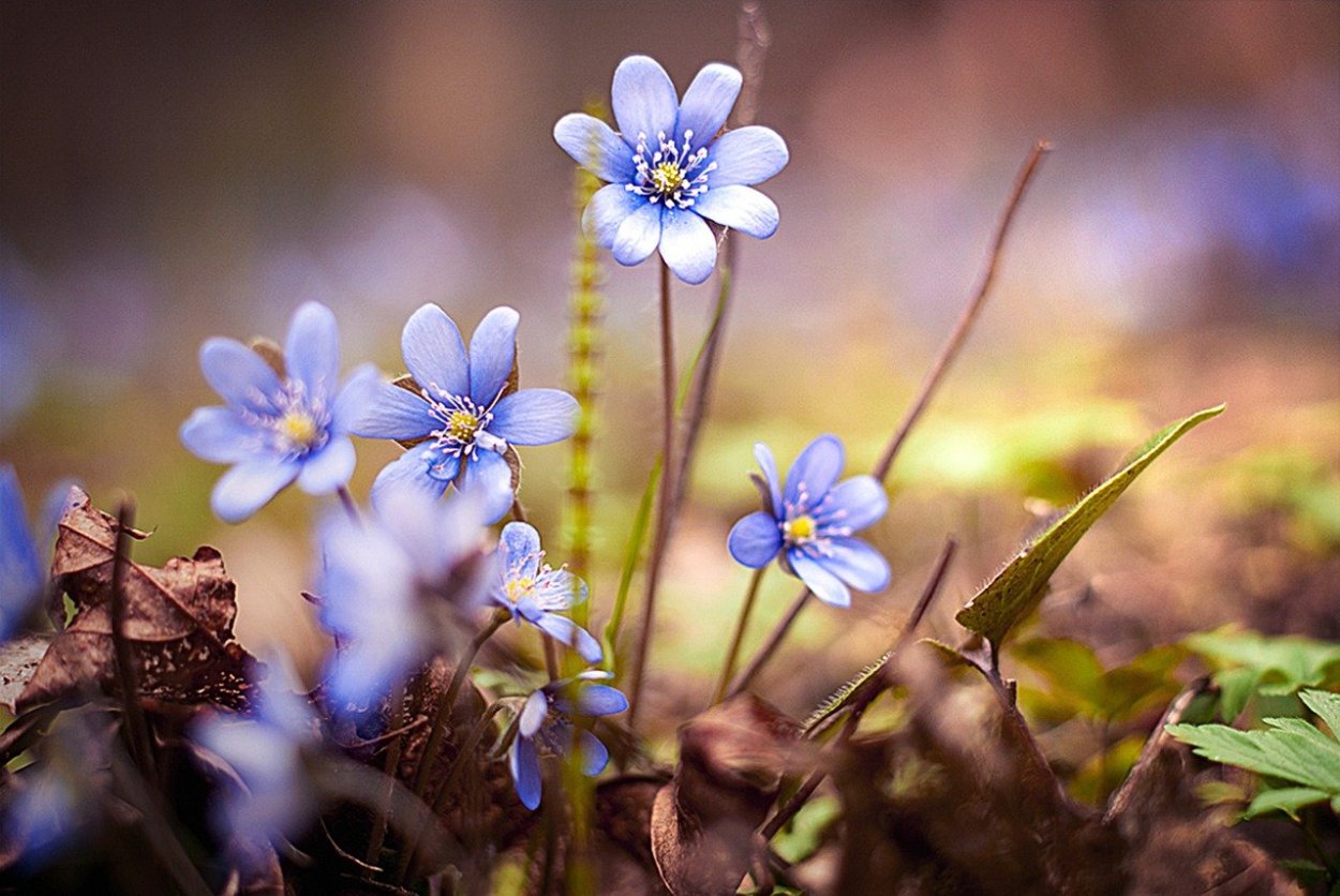 Цветковые растения