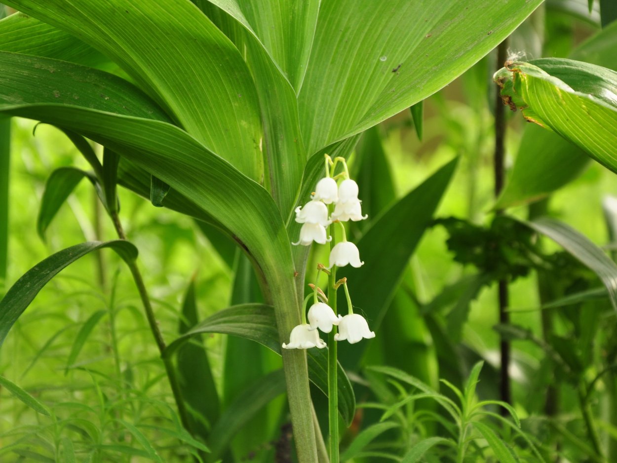 Цветковые растения