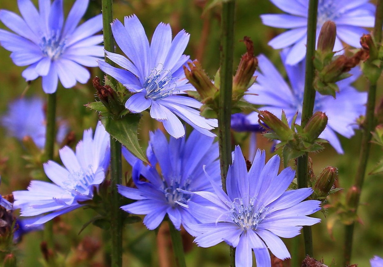 Дикий цикорий (Cichorium