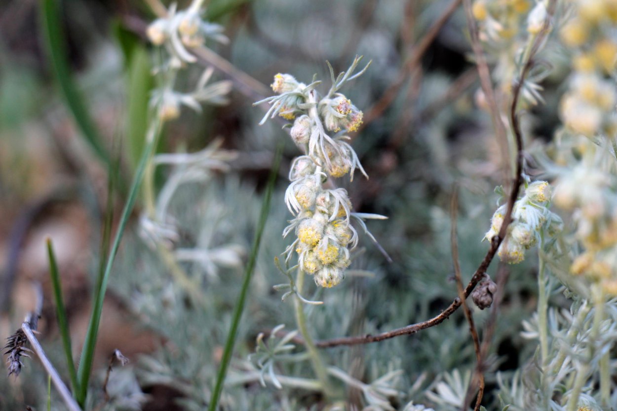 Лекарственные растения Оренбуржья