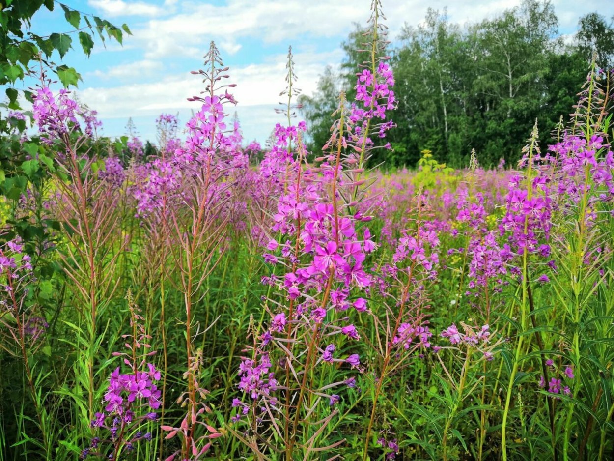Кипрей Альба