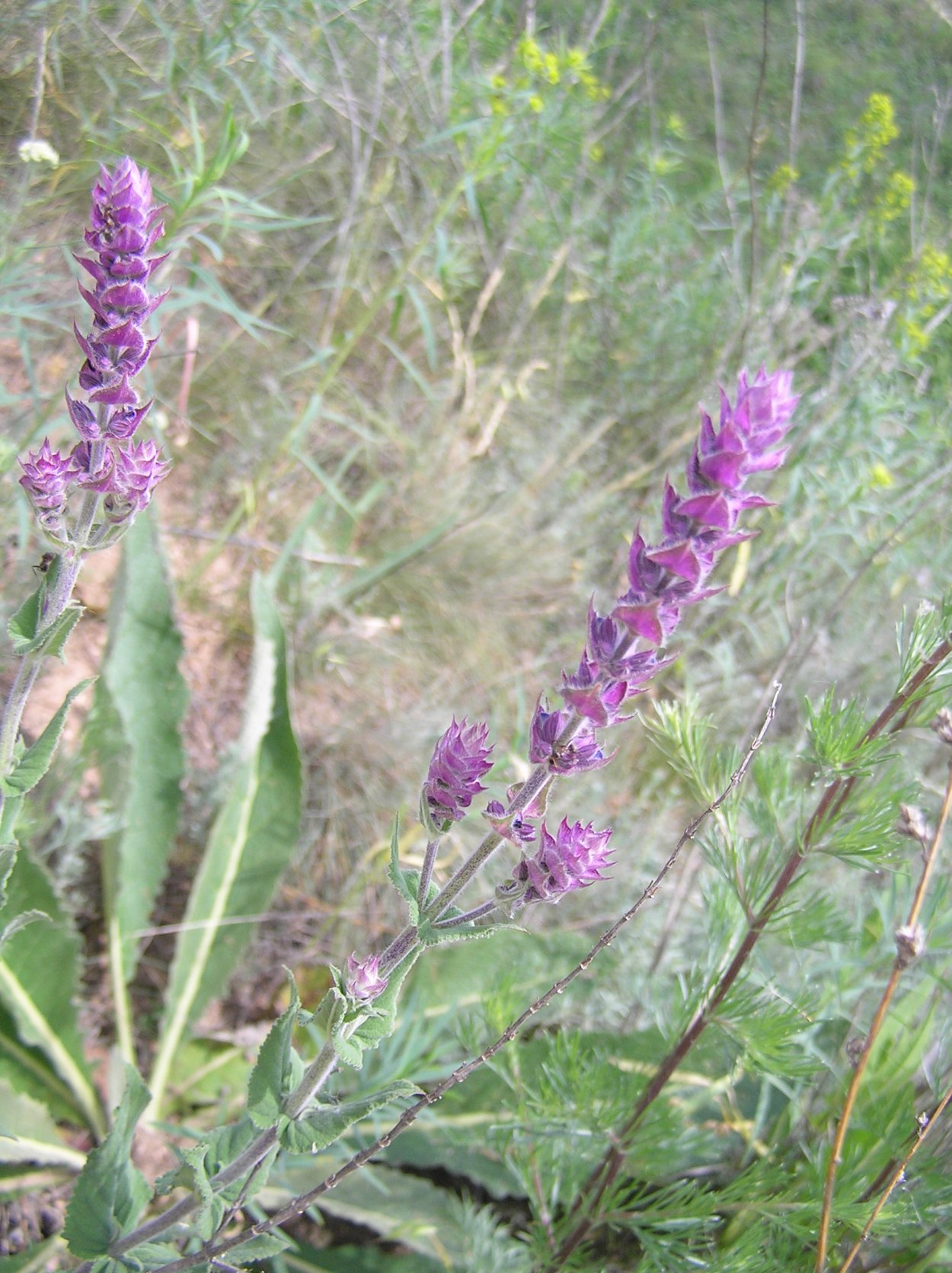 Растения Самарской области шалфей