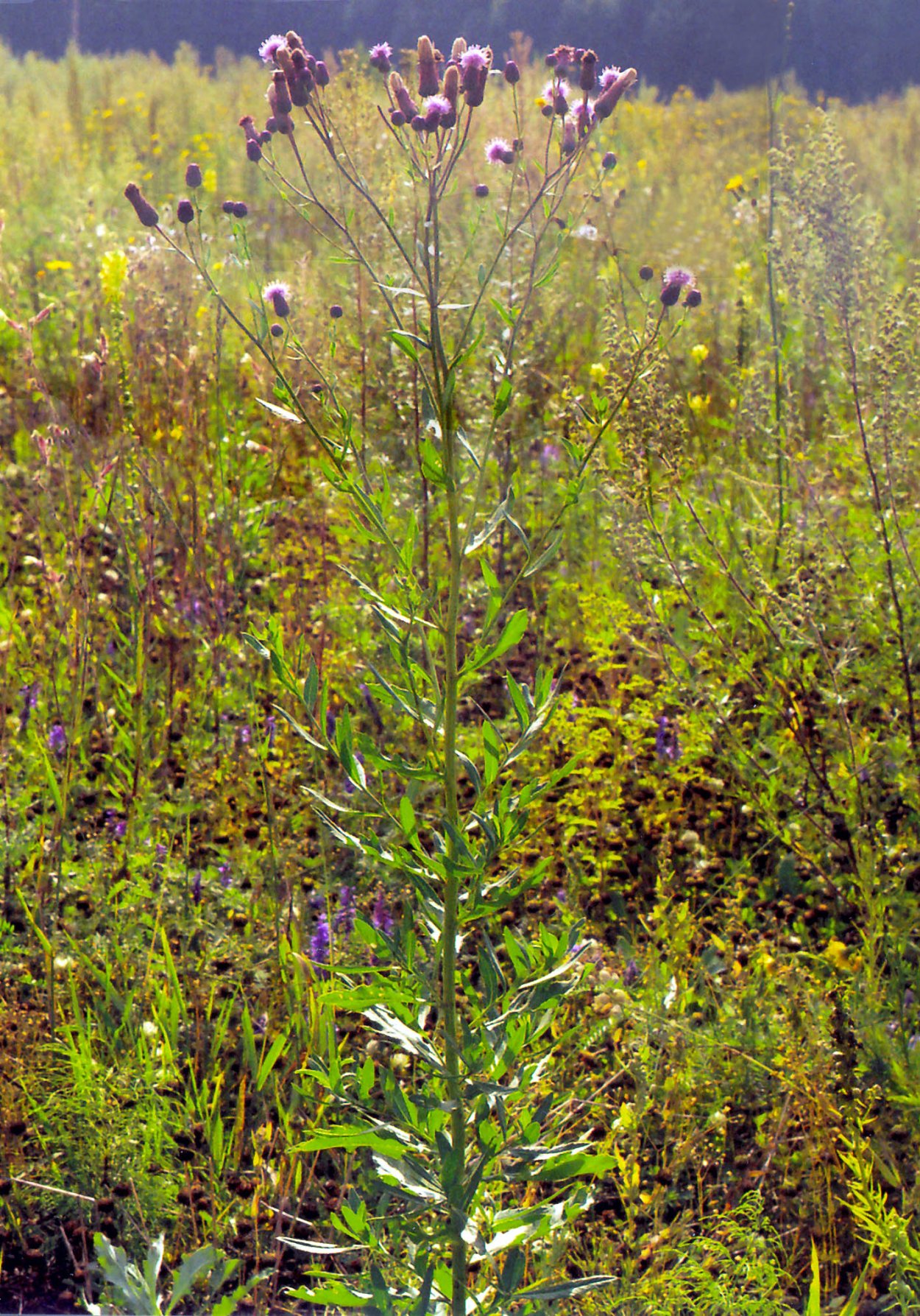 Бодяк щетинистый