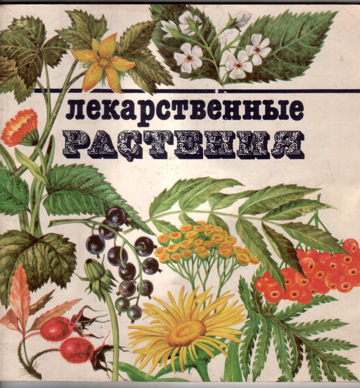 Лекарственные растения титульный лист