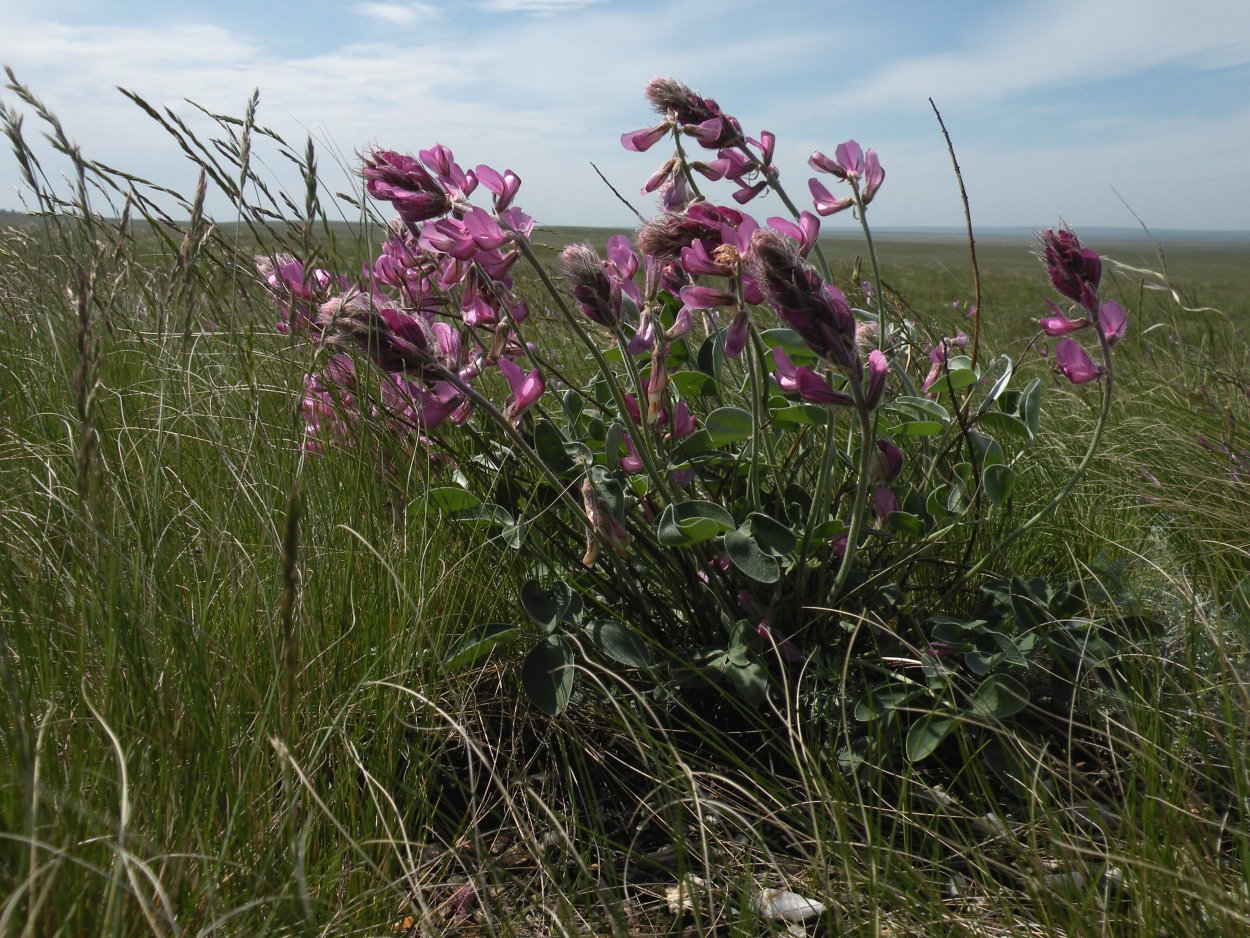 Копеечник серебристолистный