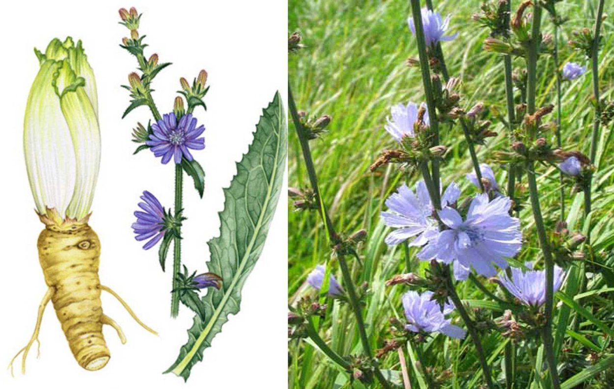 Цикорий обыкновенный сорные растения