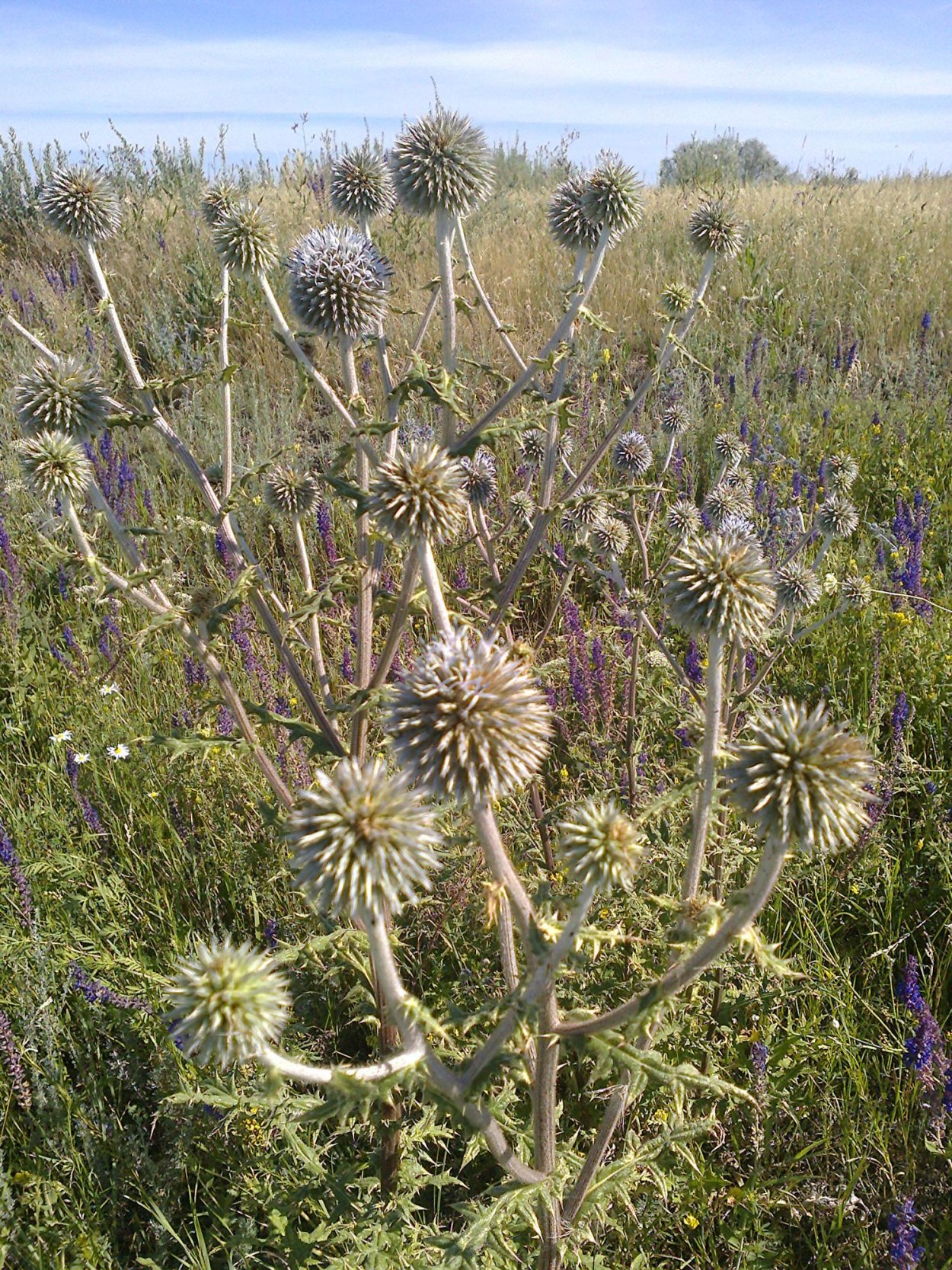 Сорные растения донских степей