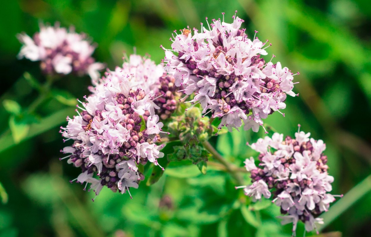 Душица обыкновенная (орегано)