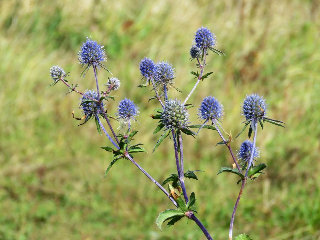 Луговые растения Удмуртии