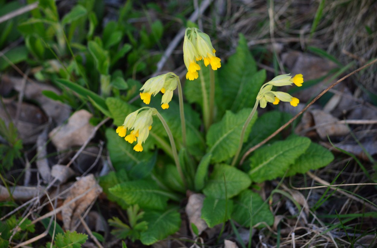Растения Воронежского края
