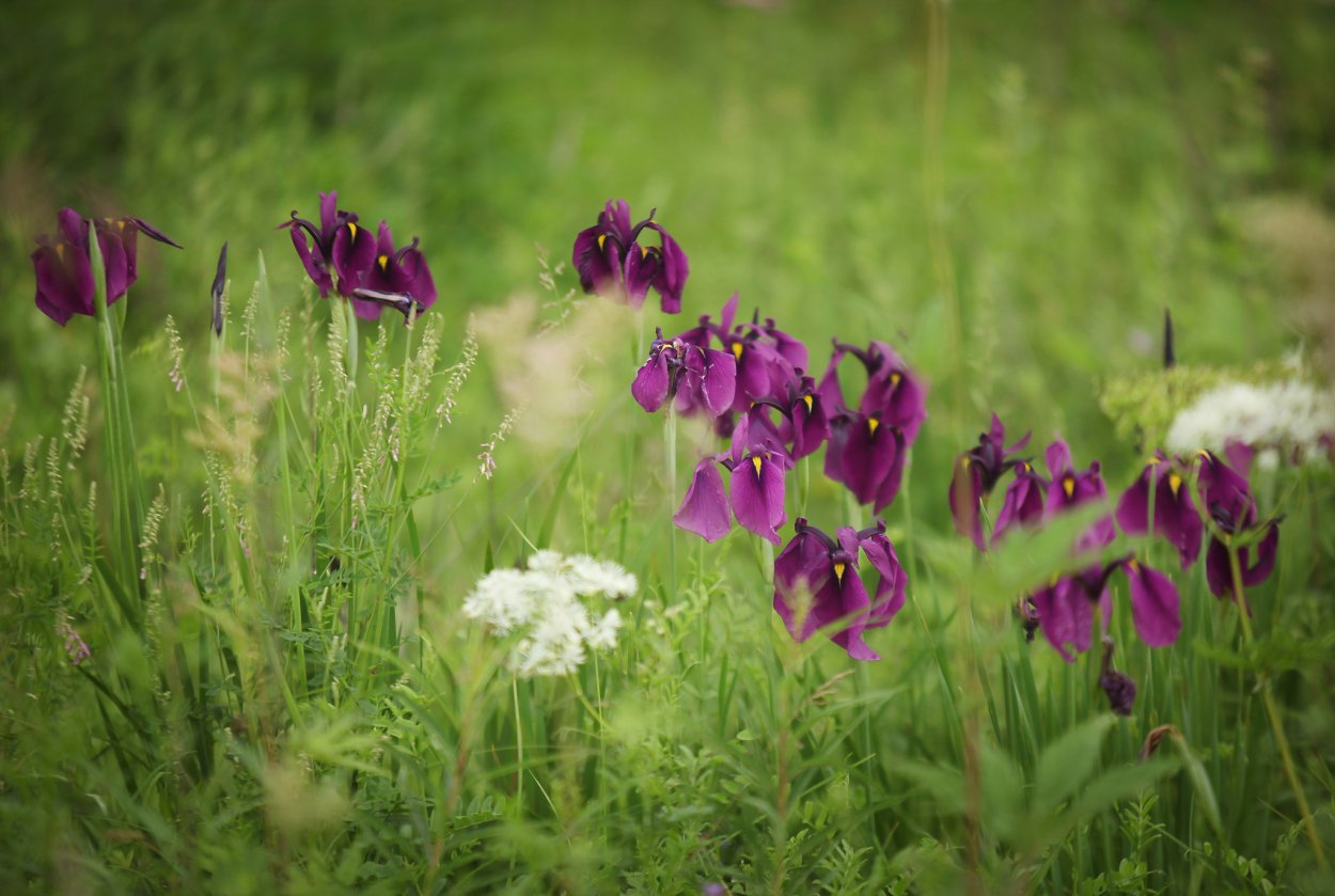 Дикорастущие цветы названия