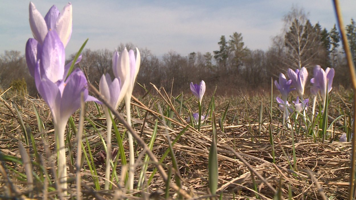 Воронежские первоцветы