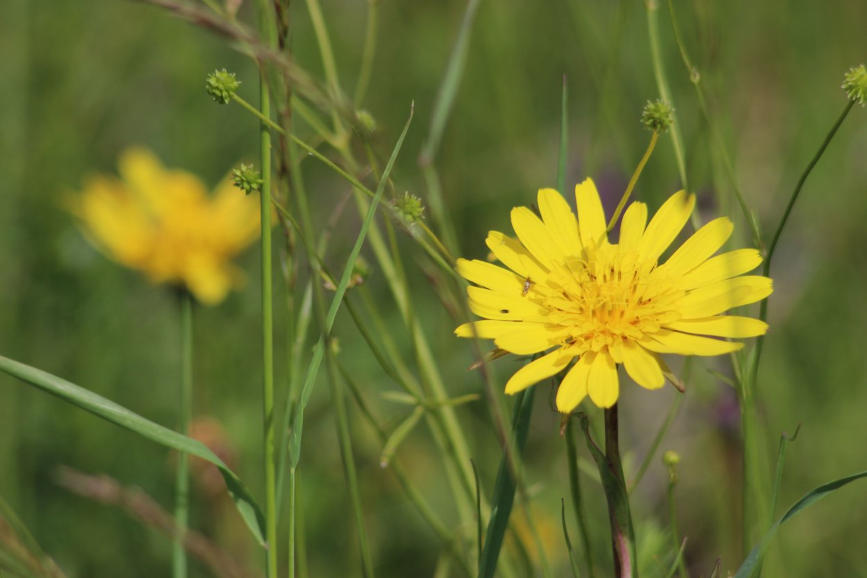 Crepis Alpina