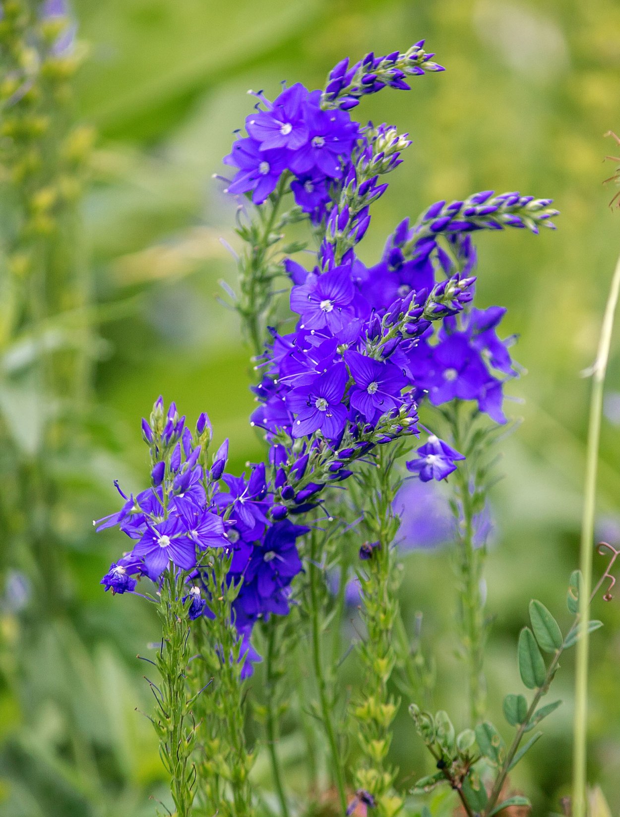 Вероника Полевая