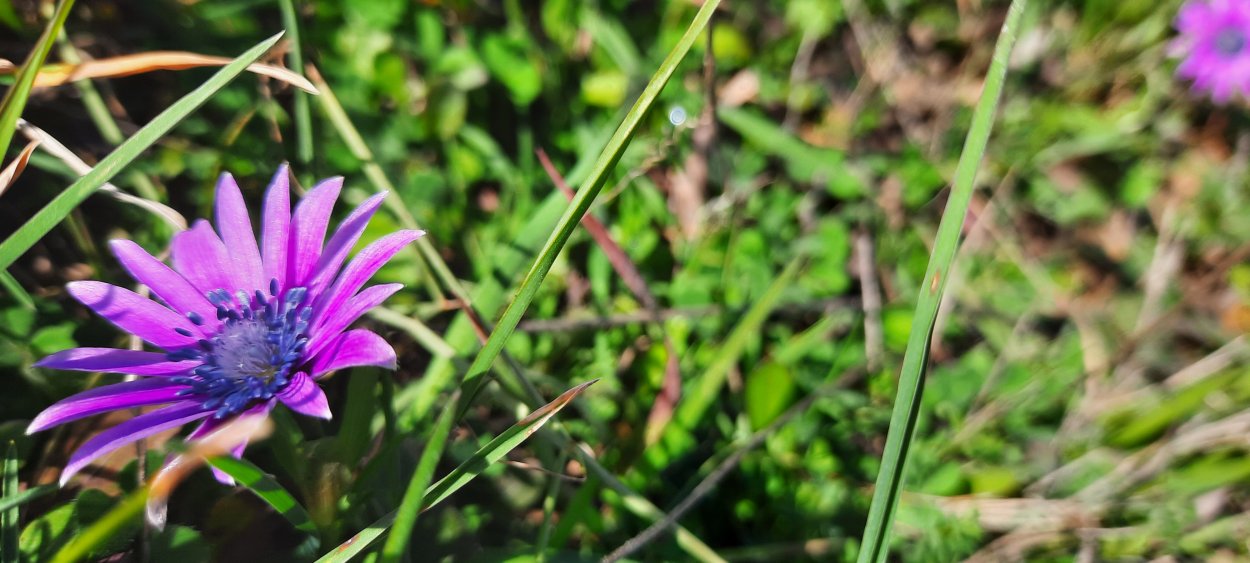 Луганск Дикие цветы