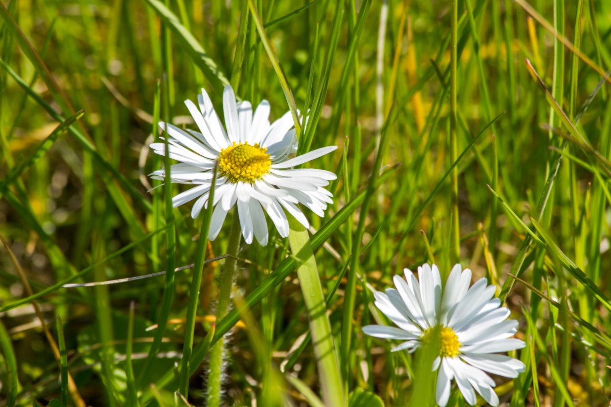 Дикорастущие растения Ромашка