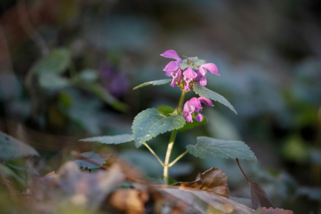 Яснотка в Мурманской области