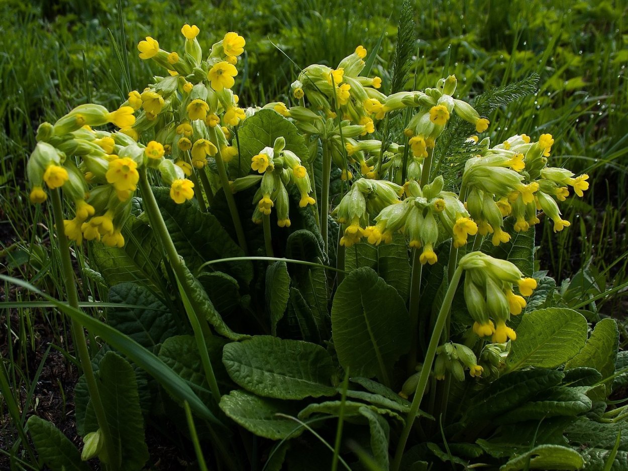 Примула первоцвет весенний