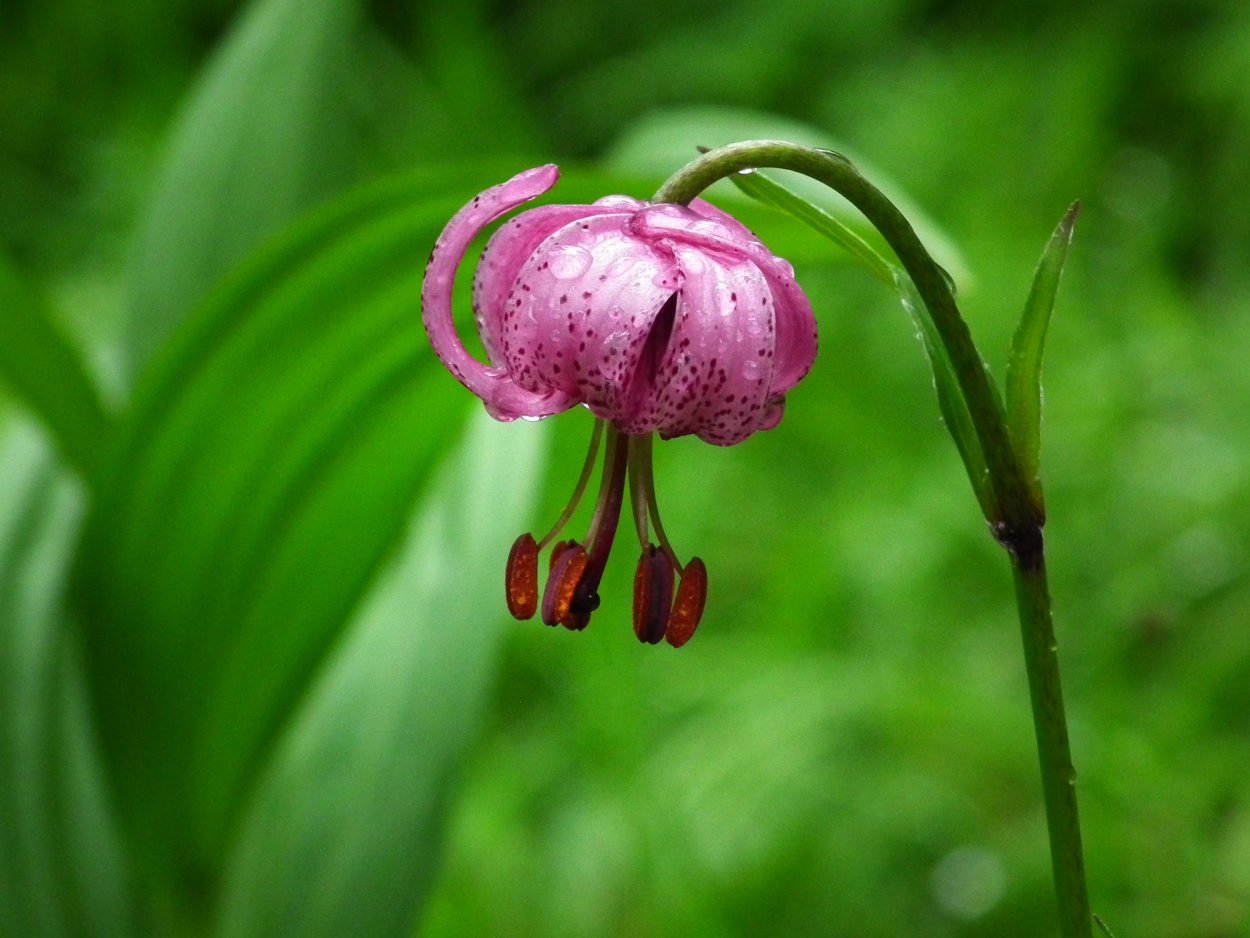 Рябчик саранка