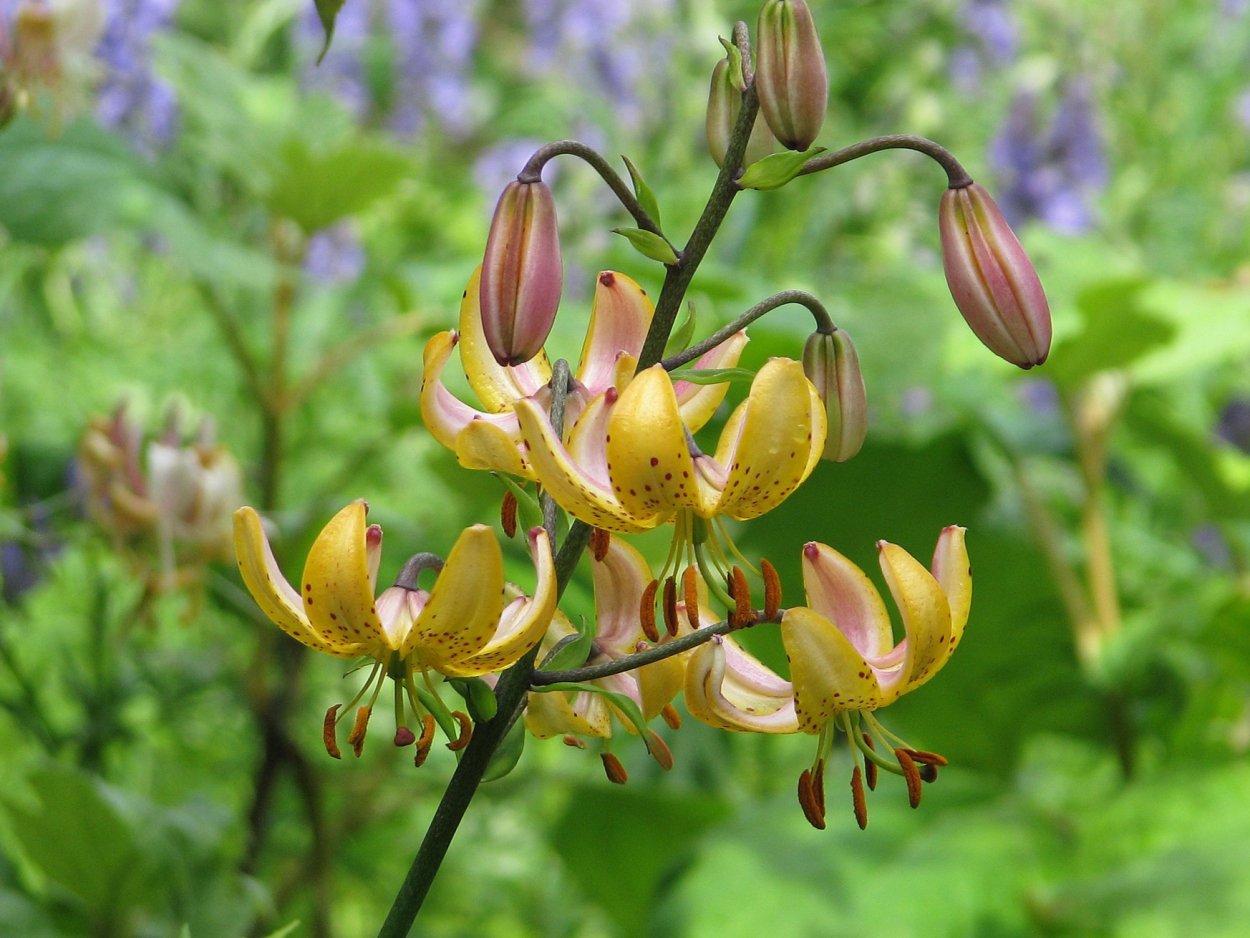 Лилия мартагон