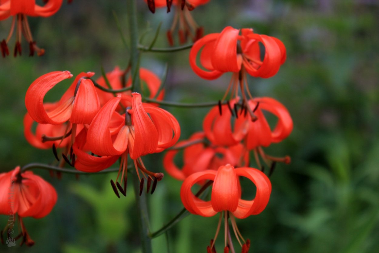 Лилия мартагон Пумилум