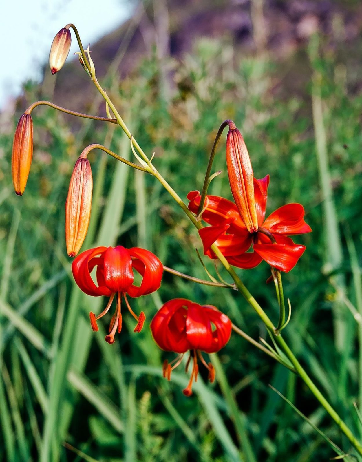 Лилия саранка красная