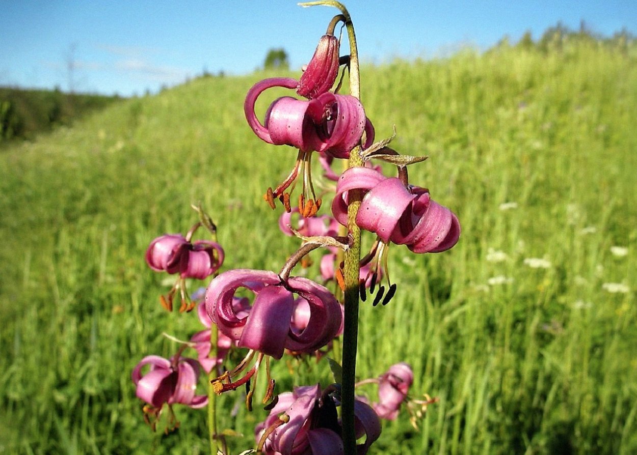 Lilium martagon — Лилия саранка
