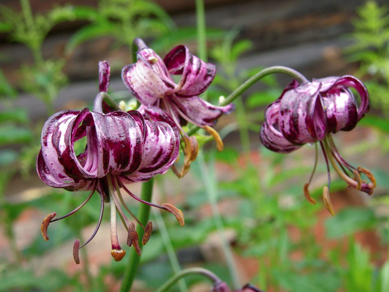 Лилия мартагон