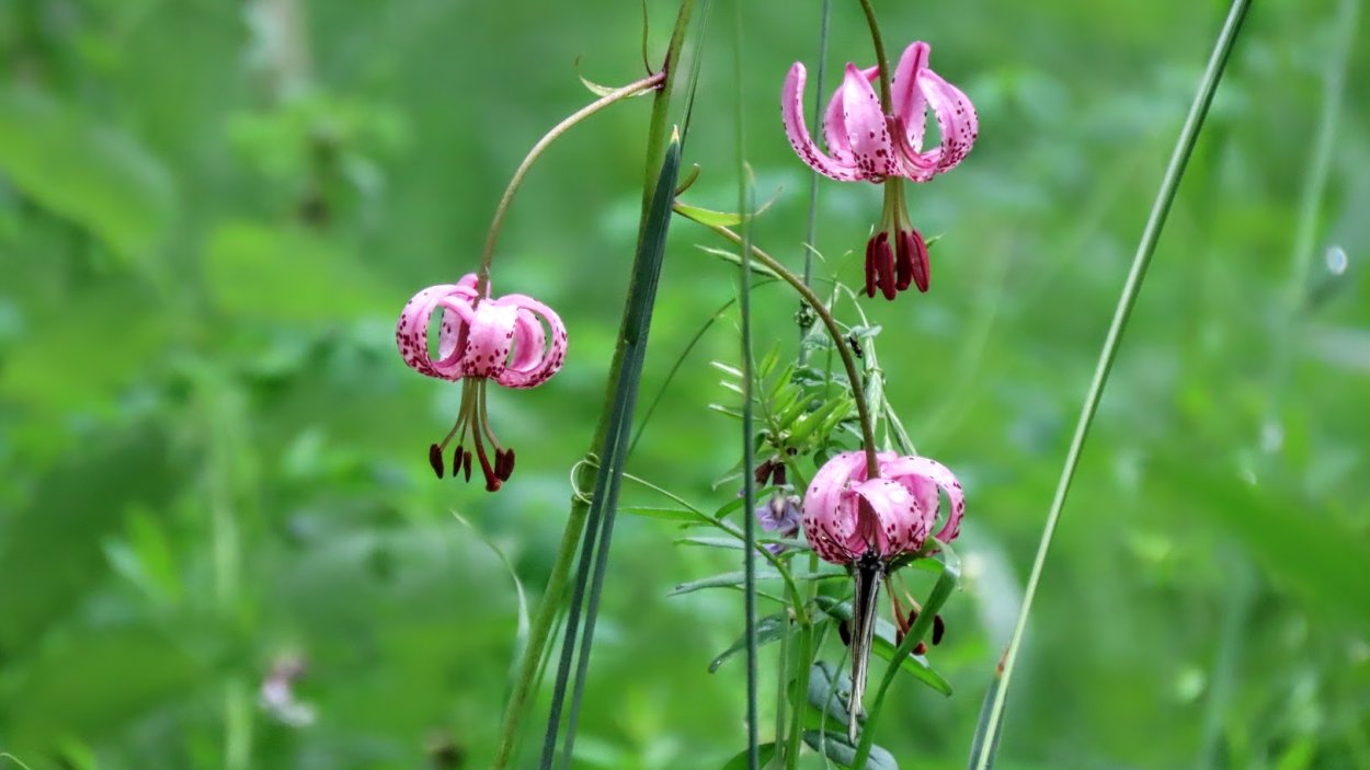 Саранка корень