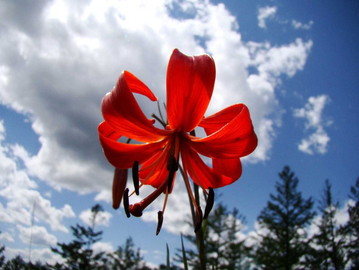 Красная саранка Забайкальский край