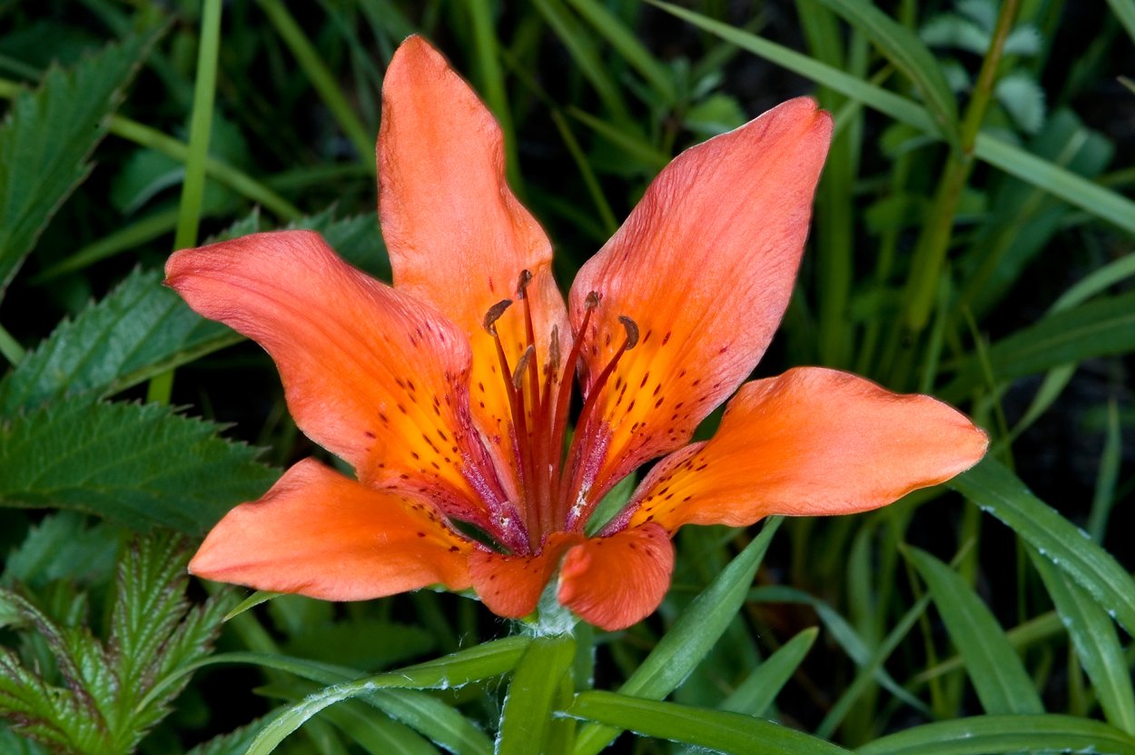 Забайкалье саранки