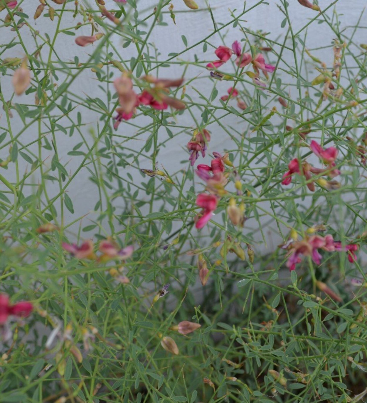 Цветок верблюжья колючка