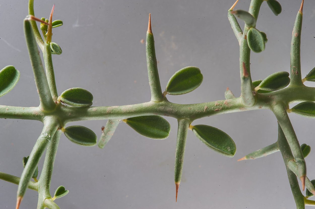 Цветущая верблюжья колючка