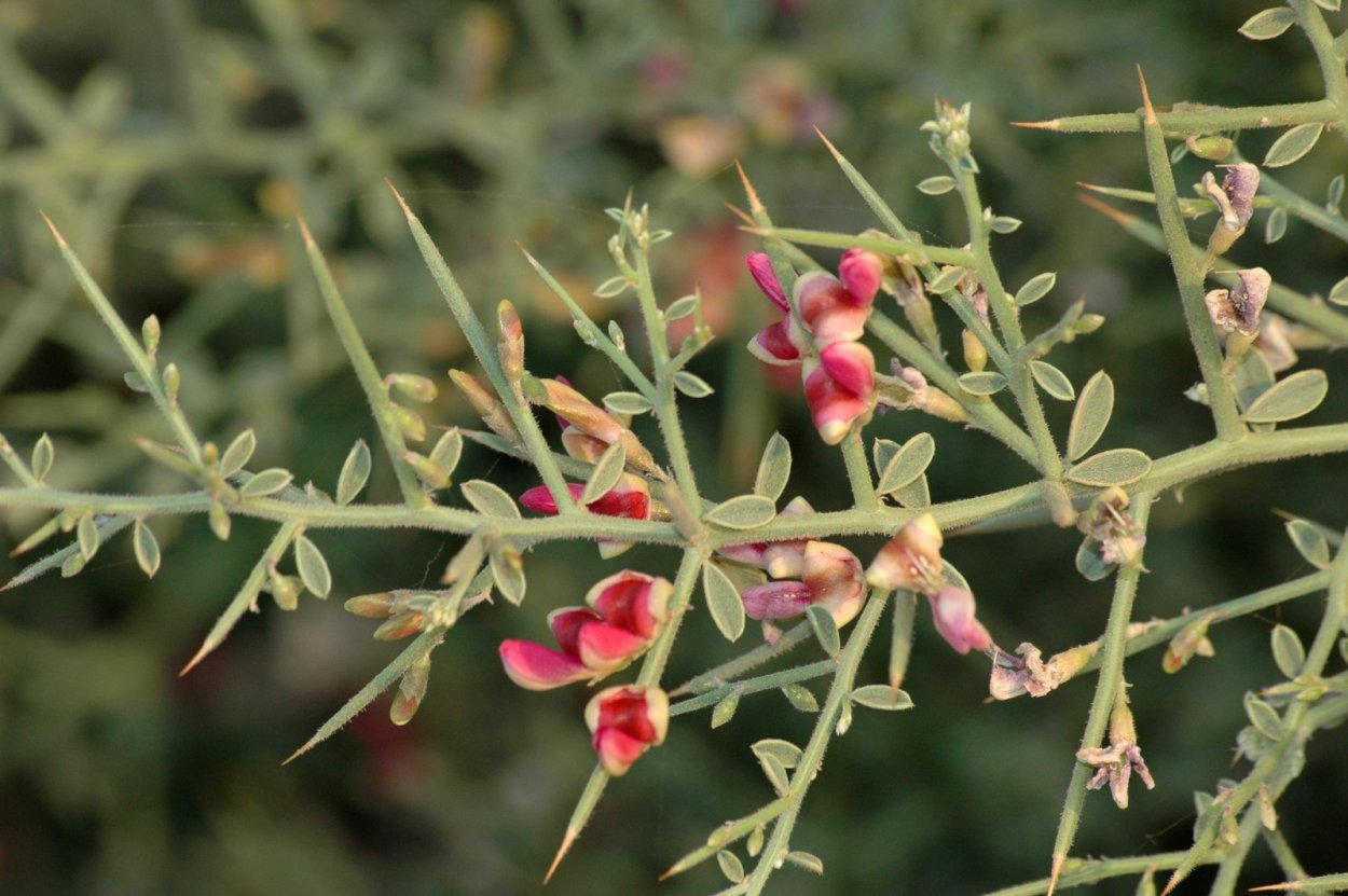 Верблюжья колючка обыкновенная