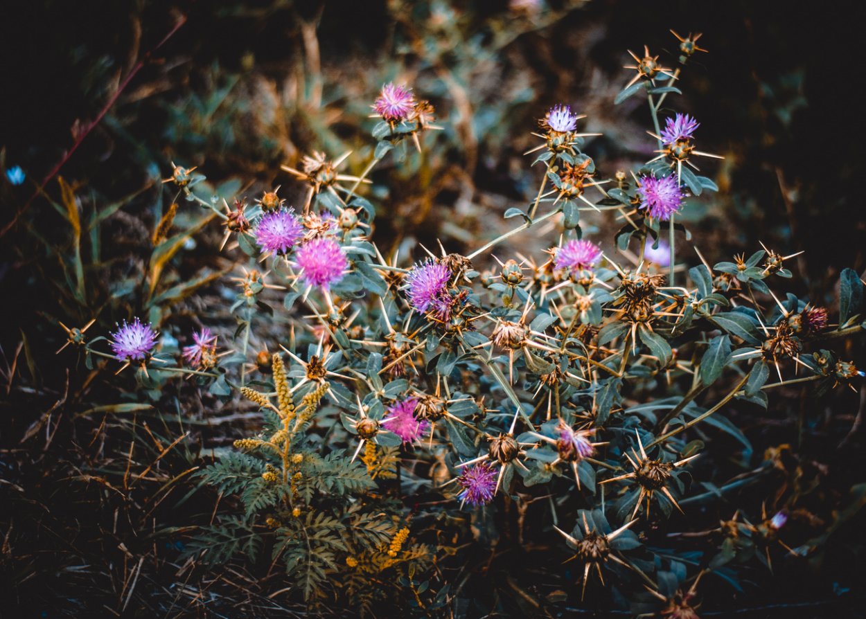 Верблюжья колючка. Чертополох