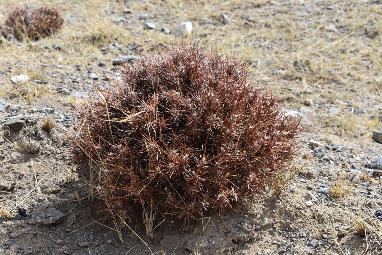 Верблюжья колючка в России