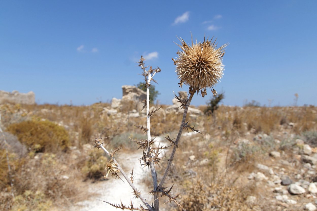 Верблюжья колючка. Чертополох