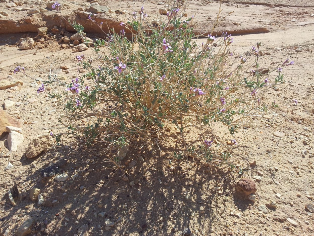 Верблюжья колючка обыкновенная