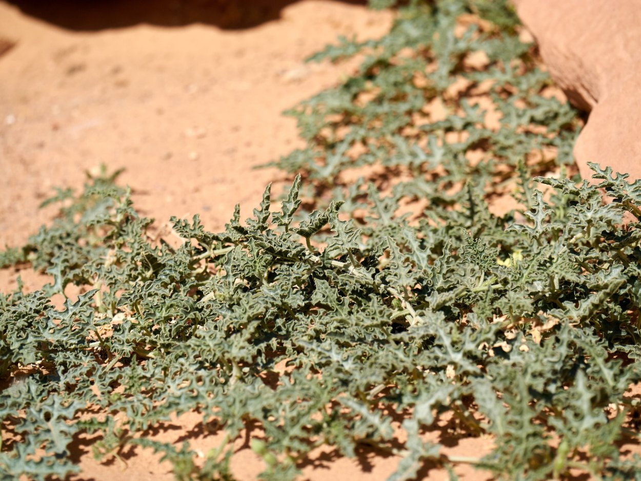 Верблюжья колючка фото в пустыне