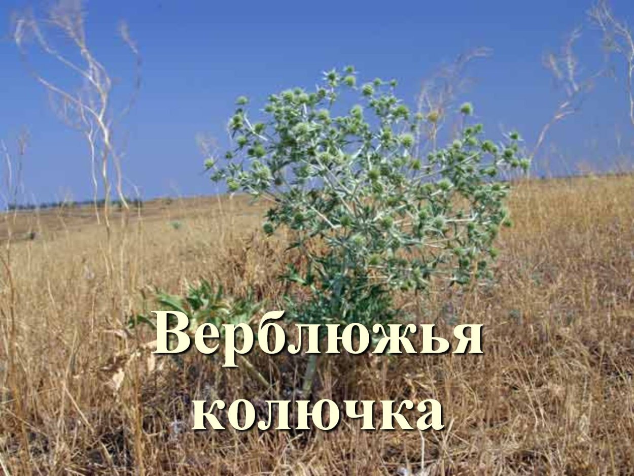 Верблюжья колючка обыкновенная