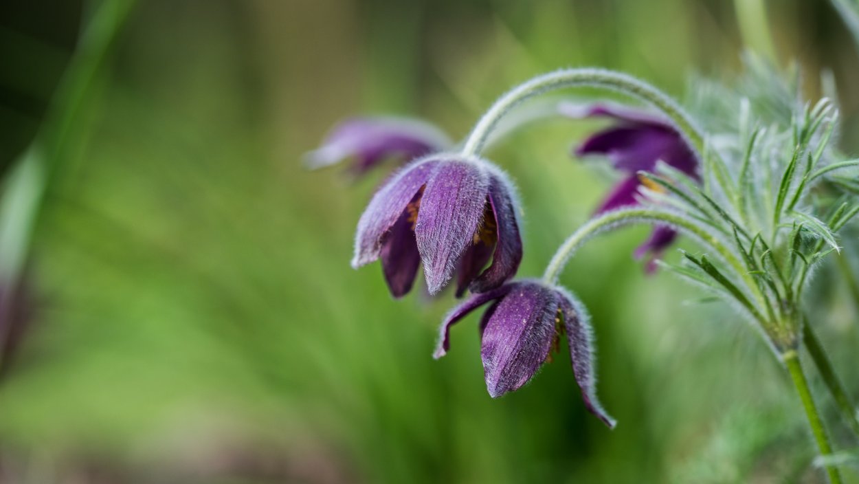 Сон трава в росе